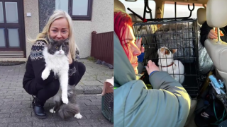 Des bénévoles et des propriétaires d'animaux se sont rassemblés pour rechercher leurs amis à quatre pattes à Grindavík, en Islande, après une évacuation d'urgence de la ville.