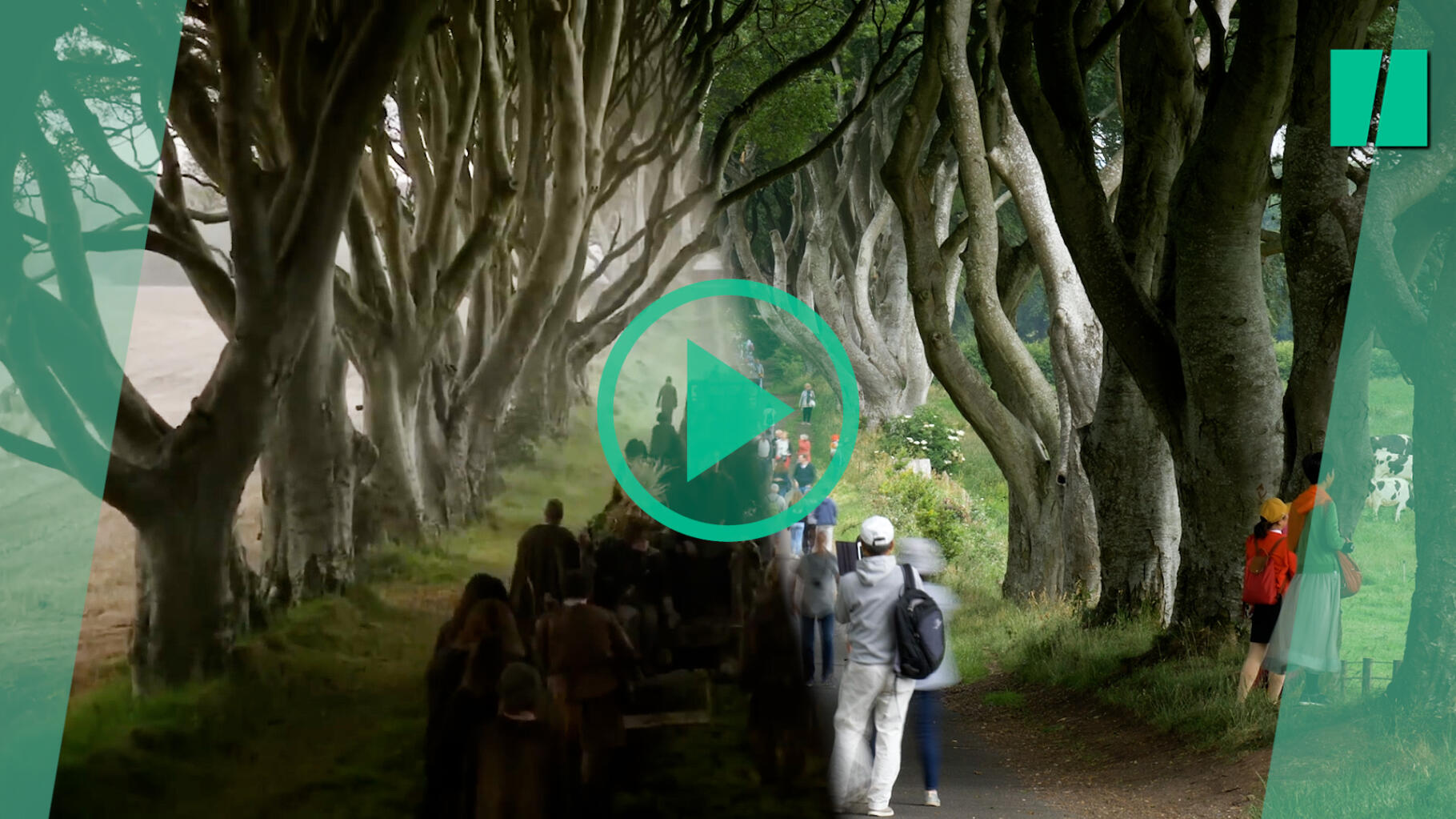 Les célèbres arbres de la Route Royale de « Games of Thrones » vont devoir être coupés