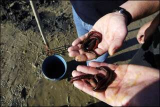 Inizialmente, Frank Zall iniziò sulle spiagge raccogliendo vermi marini per studiarli.  Ora possiede un'azienda di acquacoltura che produce acquacoltura per le esigenze della sua azienda (foto d'archivio scattata nel settembre 2003).