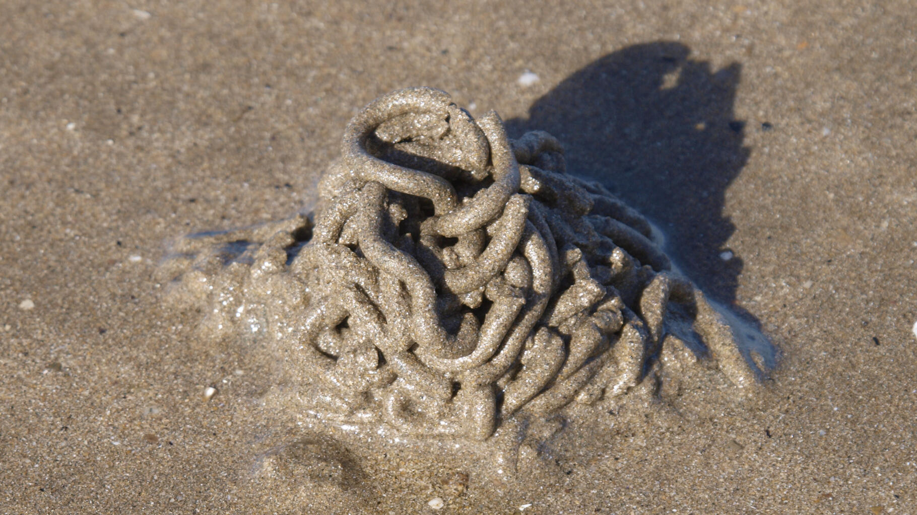 Deze zeeworm is misschien wel de heilige graal onder de steroïden, maar deze onderzoekers beweren anders