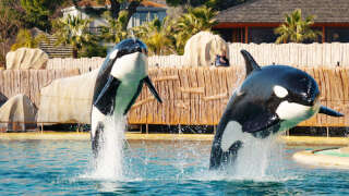 Les orques du Marineland d’Antibes ne seront pas vendues au Japon, assure la direction du parc qui n’a pas dévoilé leur sort.