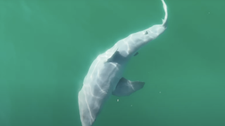 On a peut-être filmé un nouveau-né requin blanc pour la toute première fois