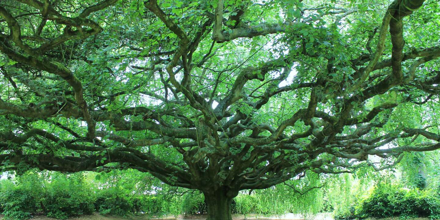 Le hêtre pleureur de Bayeux, candidat français du concours de beauté européen du plus bel arbre