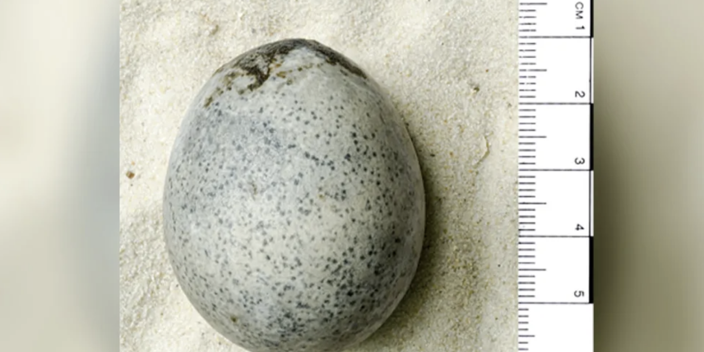 Avec cet œuf vieux de 1700 ans, vous pourriez encore faire une omelette
