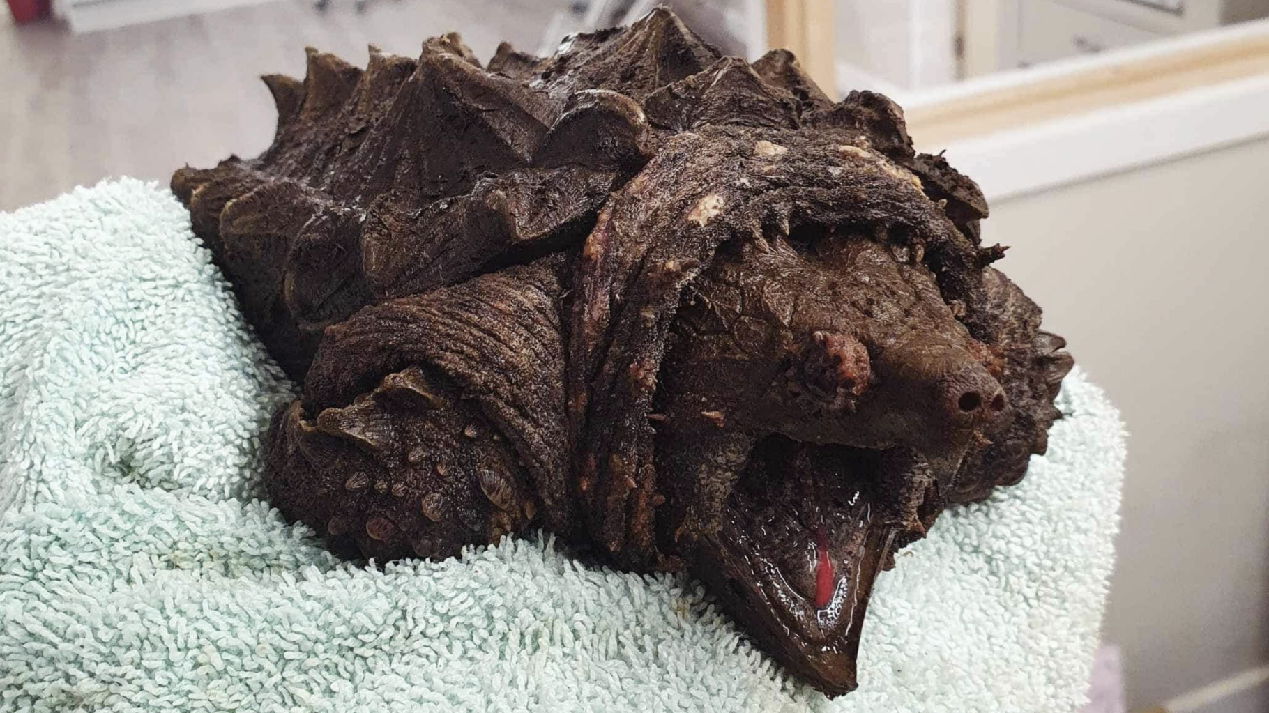 This Turtle Caught in England Is Terrible (and Aggressive)