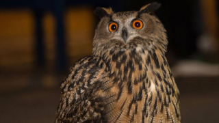 Image de Flaco, le hibou évadé, depuis le 2 février, du zoo de Central Park à New York.