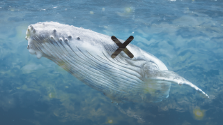 Les vagues de chaleur dans l’océan pacifique sont meurtrières pour les baleines.