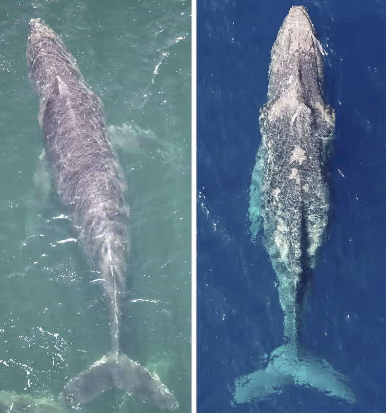 Een walvis in goede conditie (links) en een andere walvis die lijdt aan een ernstig voedselgebrek (rechts).