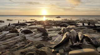 Le groupe de faux épaulards échoué sur un récif isolé au dans la péninsule de Māhia plus tôt cette année.