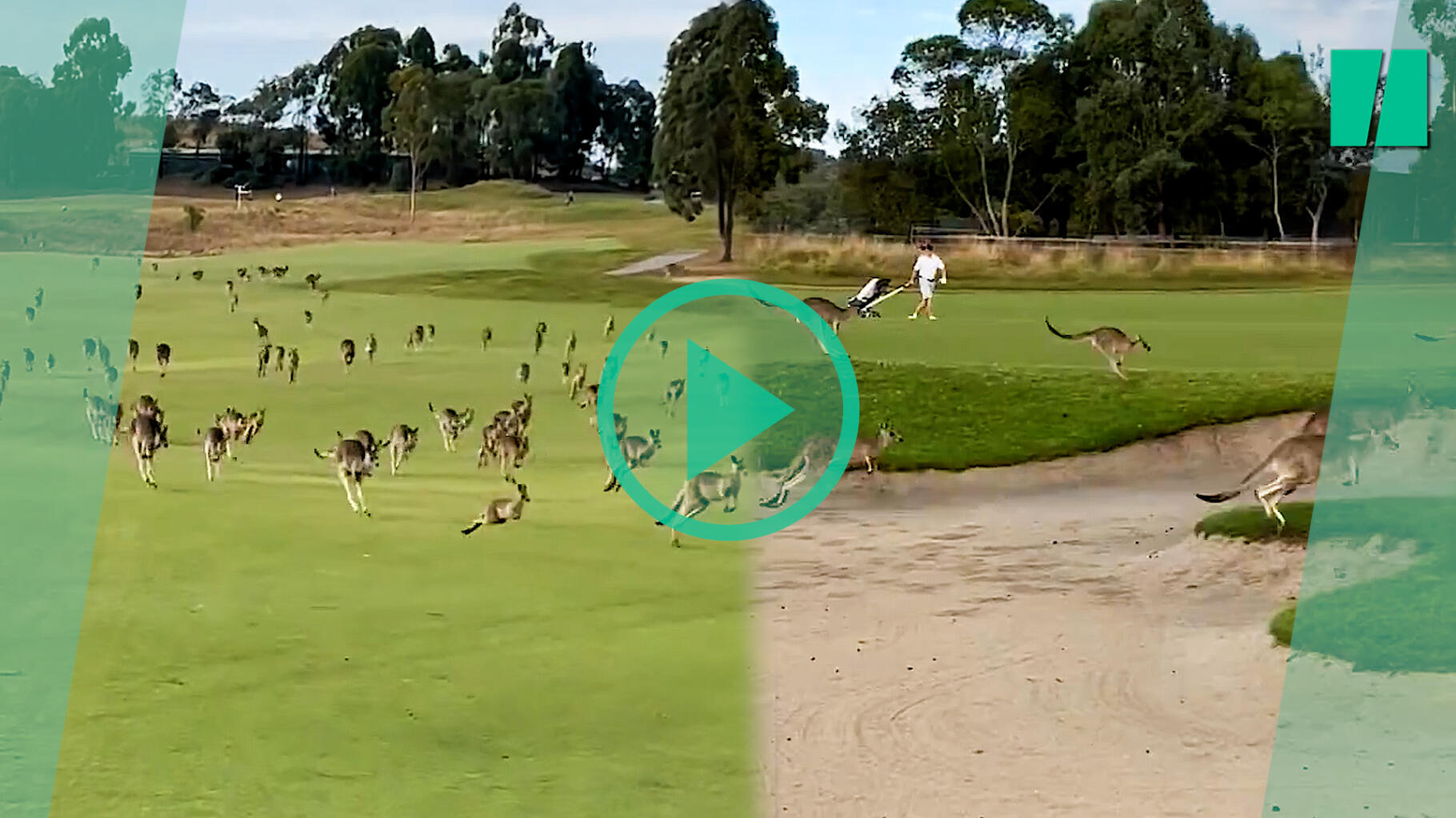 In Australia, an impressive herd of kangaroos invades a golf course