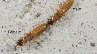 Le termiti e le formiche moderne scelgono una specifica posizione di accoppiamento, chiamata... 