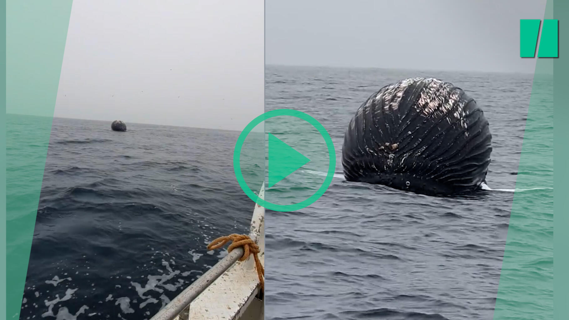 Na otwartym morzu spotyka wieloryba, który ma wkrótce eksplodować