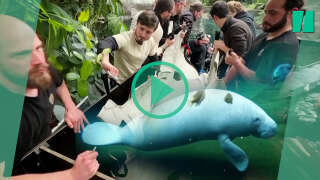 Mardi 26 mars, une femme lamantin a été transférée au zoo de Paris.