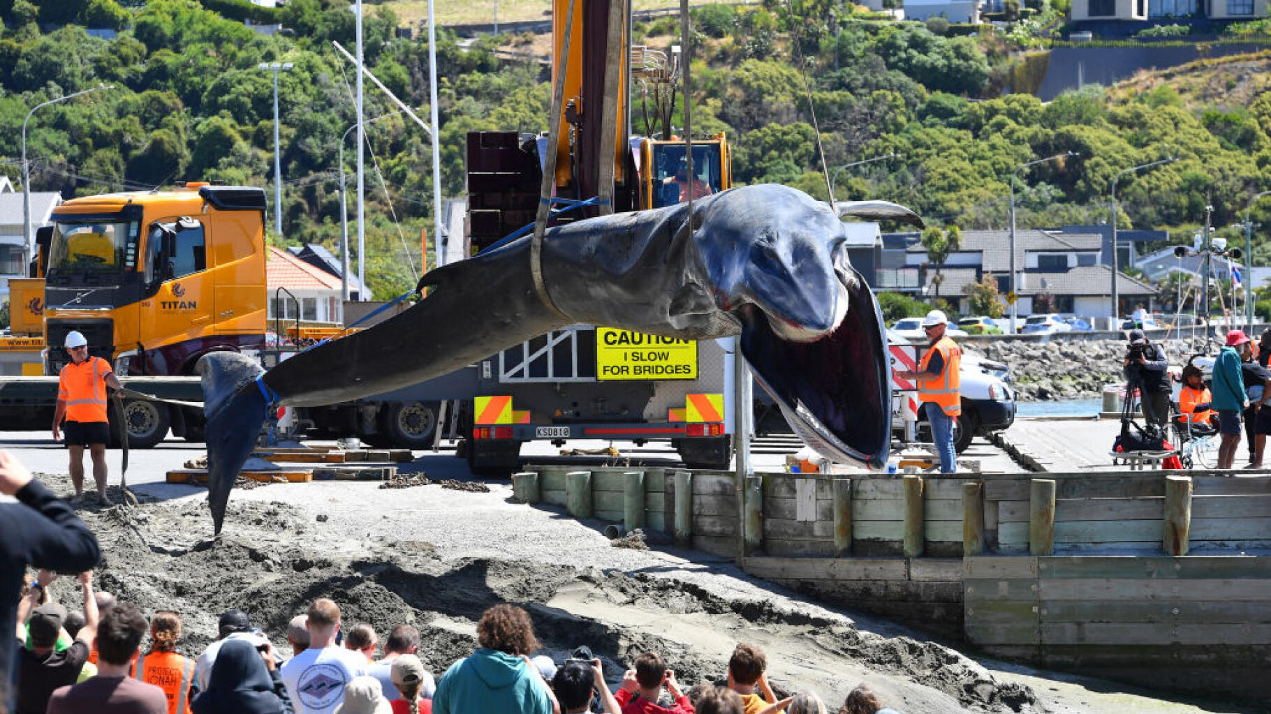 Ce souverain néo-zélandais veut que les baleines jouissent du même droit que les hommes