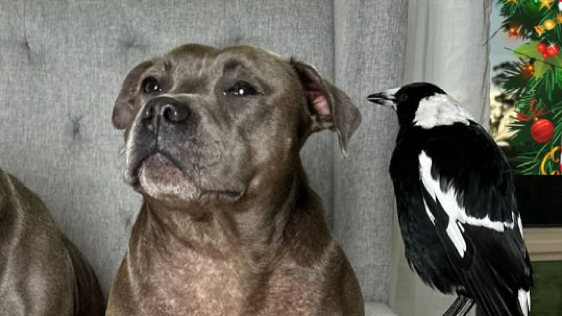 “Peggy and Molly”, a magpie and social media dog star split, Australia in turmoil