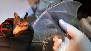One person died from rabies in France for the first time in 16 years.  Illustrative photo of a bat.
