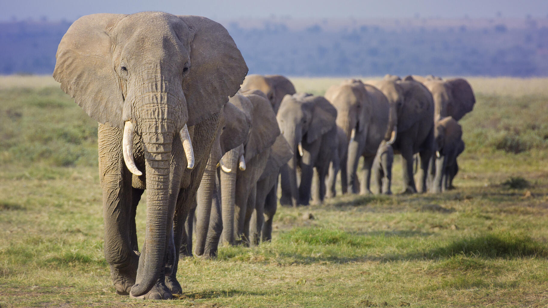 Botswana threatens Germany by sending 20,000 elephants to it