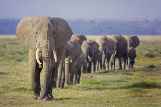 Le Botswana menace l’Allemagne de lui envoyer 20 000 éléphants
