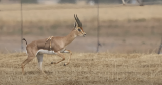 Une gazelle de montagne mâle à six pattes a été observée en Israël. 