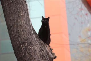 Coincé plusieurs jours en haut d’un arbre, ce chat a été sauvé grâce à la solidarité des habitants de Chambéry