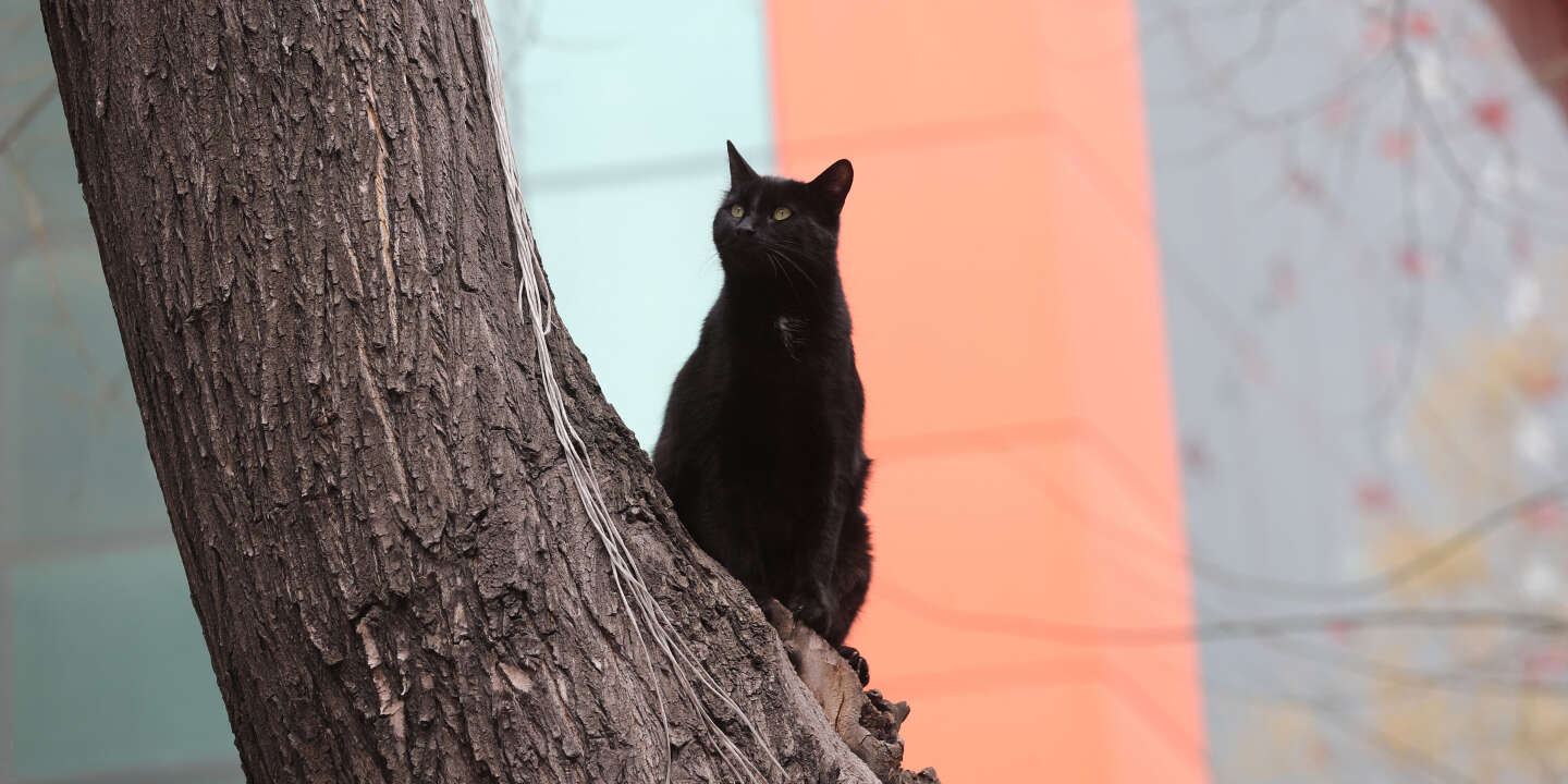 À Chambéry, les habitants sauvent un chat coincé en haut d’un arbre depuis plusieurs jours