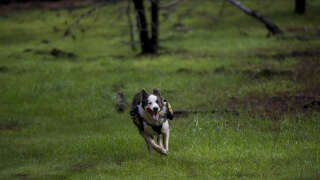Promener votre chien sans laisse en forêt vous exposera à une forte amende à partir de ce lundi 15 avril. Photo d’illustration.