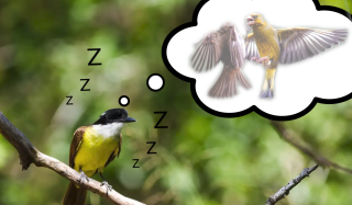 Anche gli uccelli sognano e i ricercatori hanno scoperto che aspetto hanno