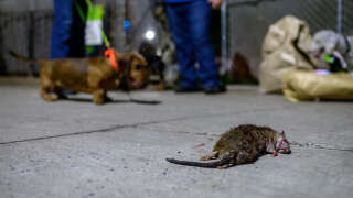 Des millions de rats envahissent New York et la mairie veut trouver des solutions non brutales pour les éliminer