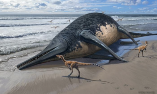 Illustration d’un Ichthyotitan severensis échoué sur la côte.