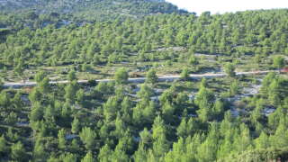     Recolonisation de la garrigue par le pin d'Alep, massif du Garlaban.