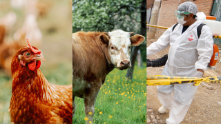 Des cas de transmissions du virus de la grippe aviaire d’oiseaux à d’autres animaux, comme les vaches, mais aussi aux humains alertent l’OMS. Photo d’illustration.