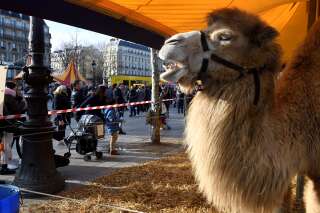 Les chameaux ne pourront pas défiler sous la Tour Eiffel (mais la police propose un plan B) 