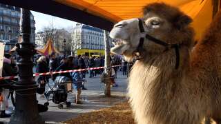 Un chameau de Bactriane, photographié ici en janvier 2018 à Paris lors d’une exposition de cirque (Photo d’illustration).