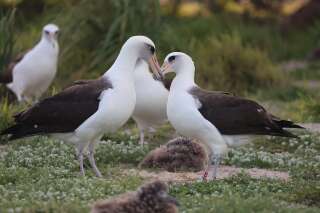 Sagesse (l'albatros à droite avec son bracelet 7333) en pleine parade nuptiale.
