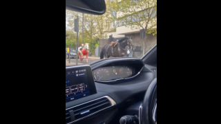 Deux chevaux ont été repérés en liberté dans le centre de Londres.