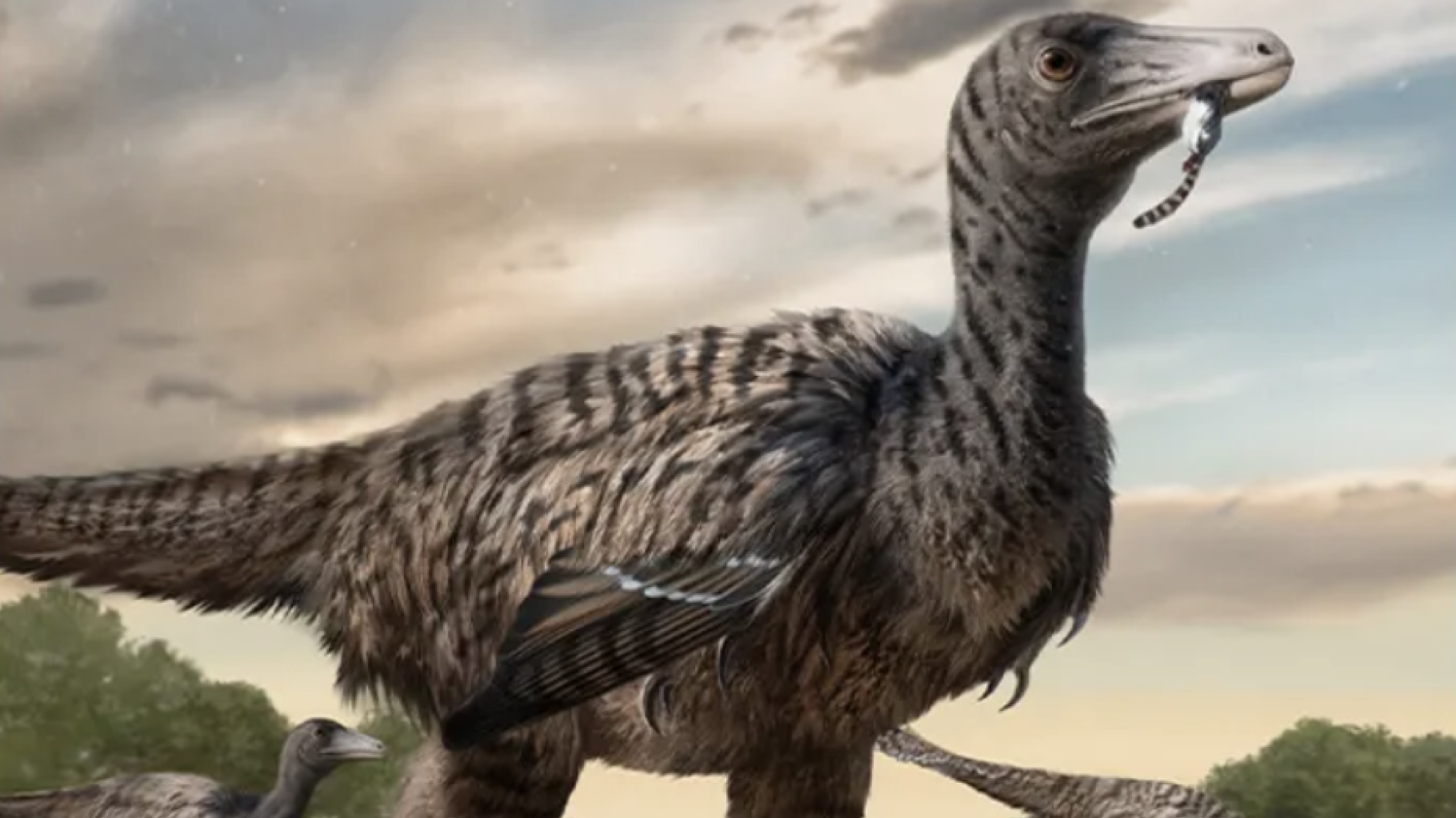 Sporen van een Velociraptor van XXL-formaat, de grootste ooit, zijn ontdekt door onderzoekers in China