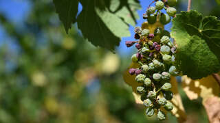 La production mondiale de vin, perturbée par les conséquences du changement climatique, a reculé de 10 % en 2023. (Photo d’illustration à Wettolsheim, Haut-Rhin)