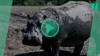 Des hippopotames victimes de la sécheresse au Botswana