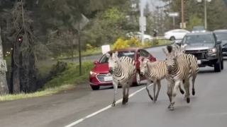 Zebras have escaped from their trailers and roamed between cars in the northwestern United States.