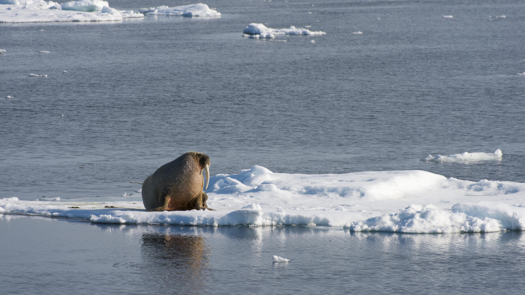 walrus killed by disease in the Arctic, a first for this mammal