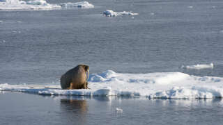 Walrus on an ice floe in northern Spitsbergen, Norway.