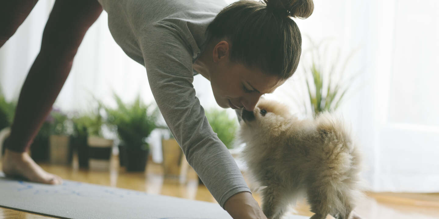 En Italie, le  puppy yoga  interdit pour le bien-être et la santé des chiots