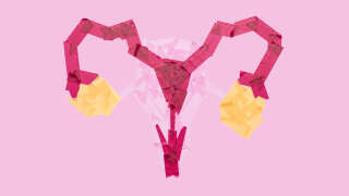 Female reproductive system: Ovary, fallopian tube, vagina, uterus