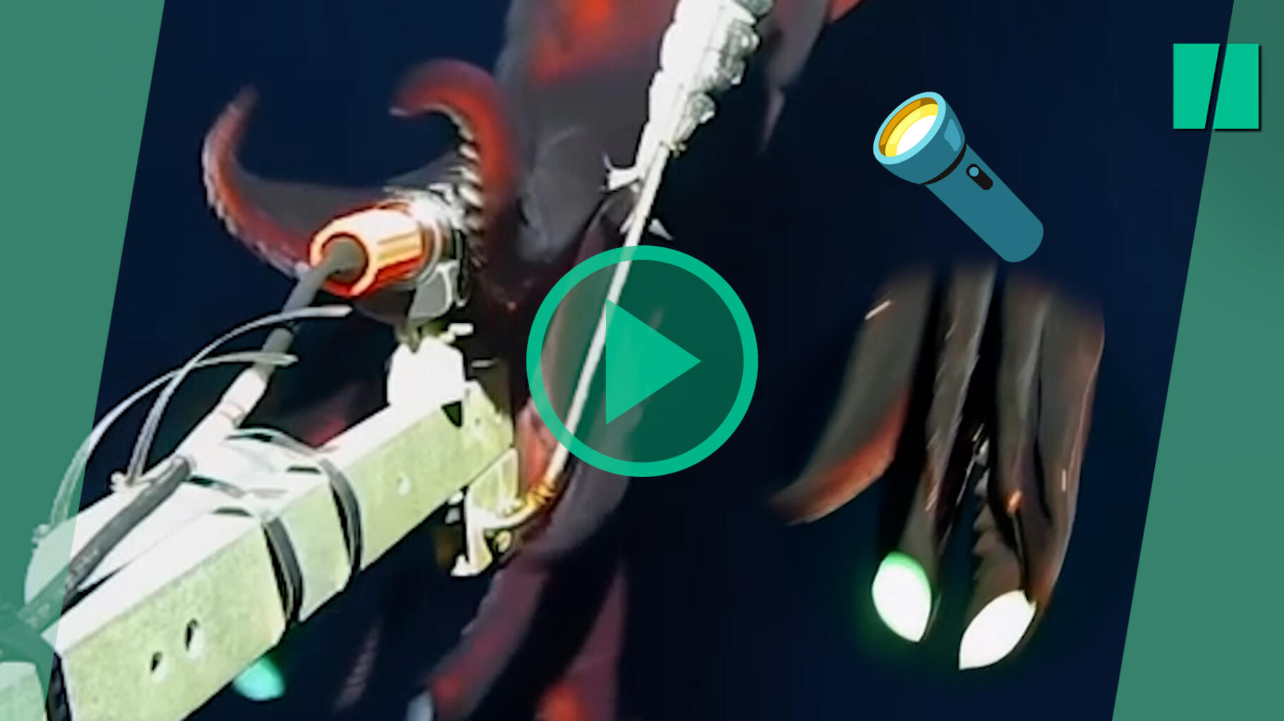 This huge squid is armed with real “flashlights” when it attacks