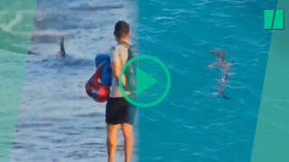 Un requin a semé la terreur sur des plages des Canaries.